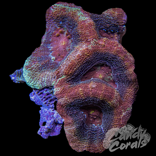 Ultra Acan Bowerbanki Colony 20