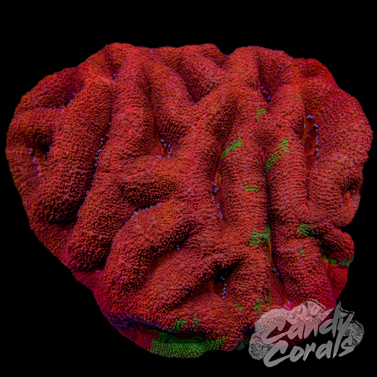 Bleeding Apple Acan Bowerbanki Colony WYSIWYG 5