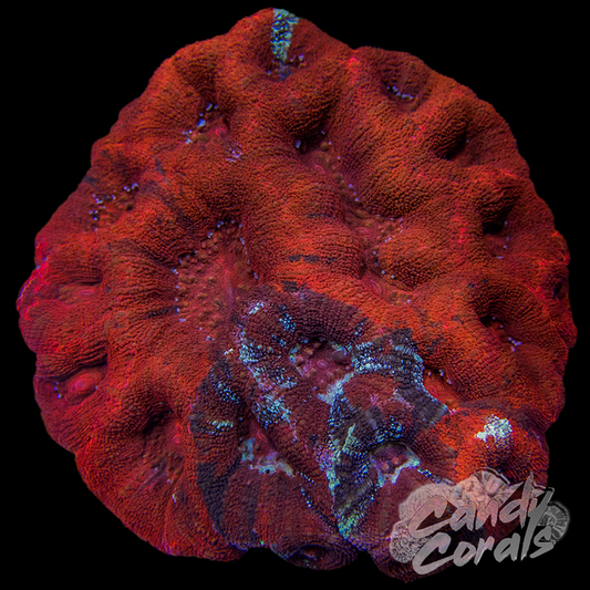 War Paint Ultra Acan Bowerbanki Colony 3