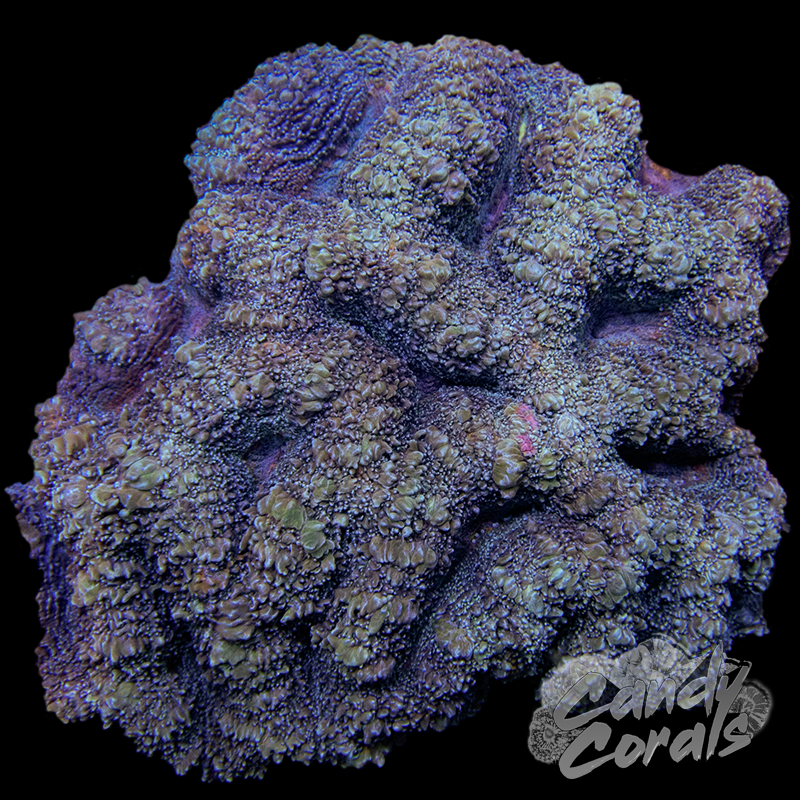 Ultra Acan Bowerbanki Colony 17