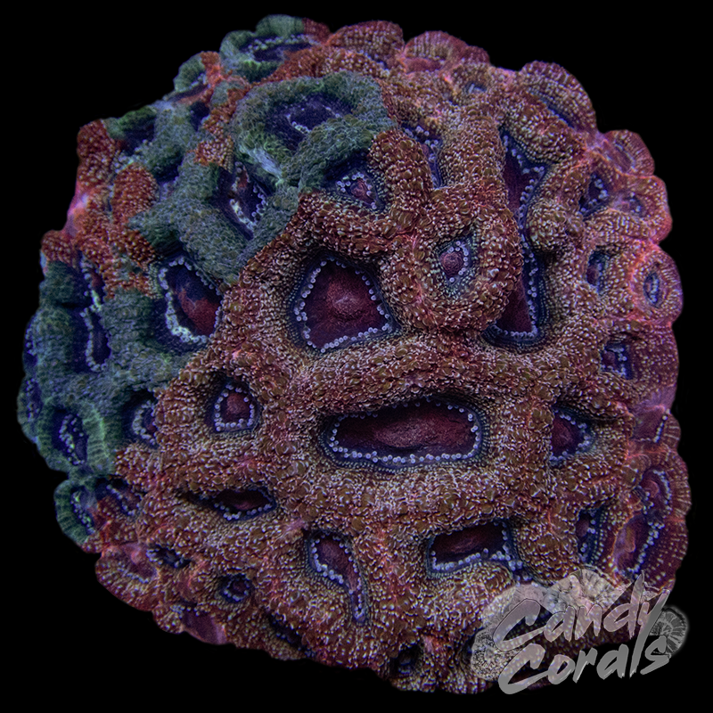 Ultra Acan Bowerbanki Colony 18