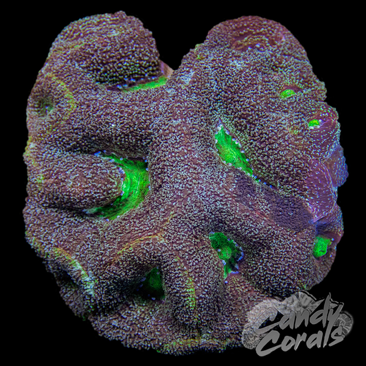 Ultra Acan Bowerbanki Colony 21