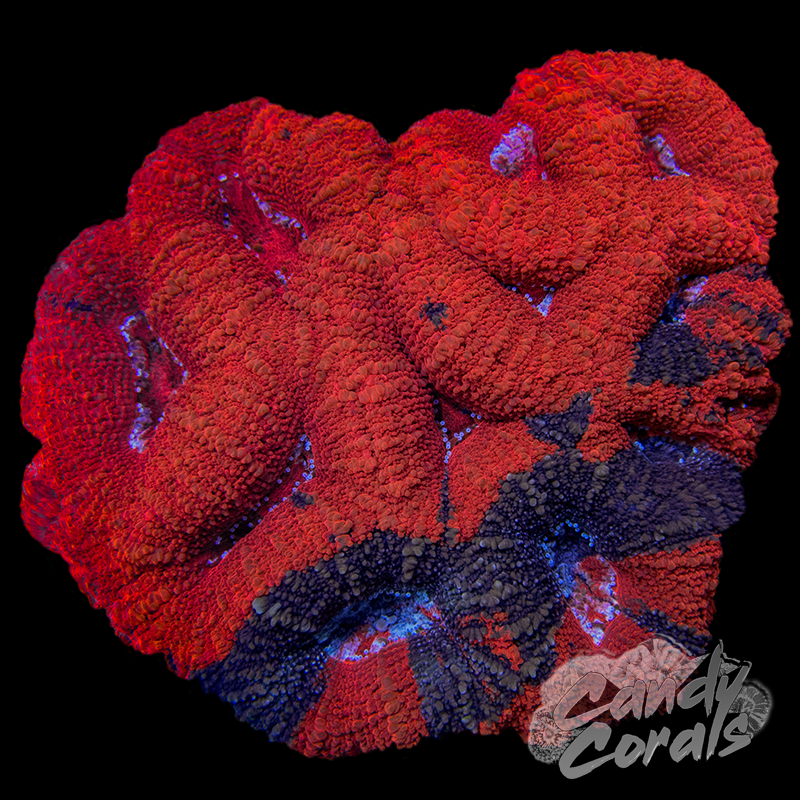 War Paint Ultra Acan Bowerbanki Colony 5