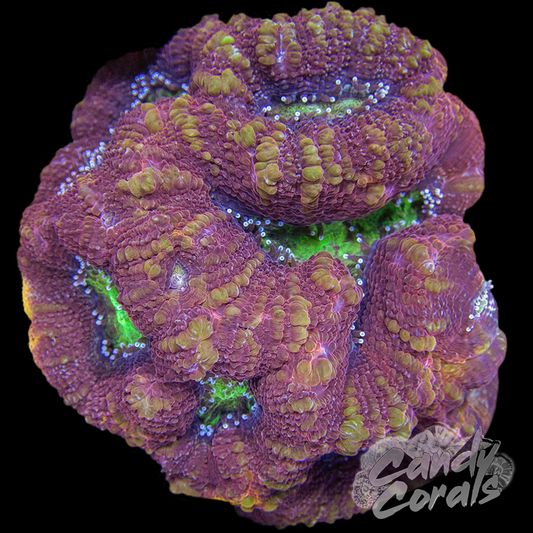 Ultra Acan Bowerbanki Colony 13