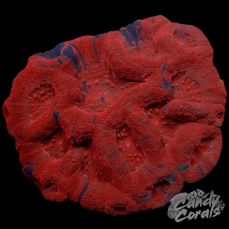 War Paint Ultra Acan Bowerbanki Colony 6