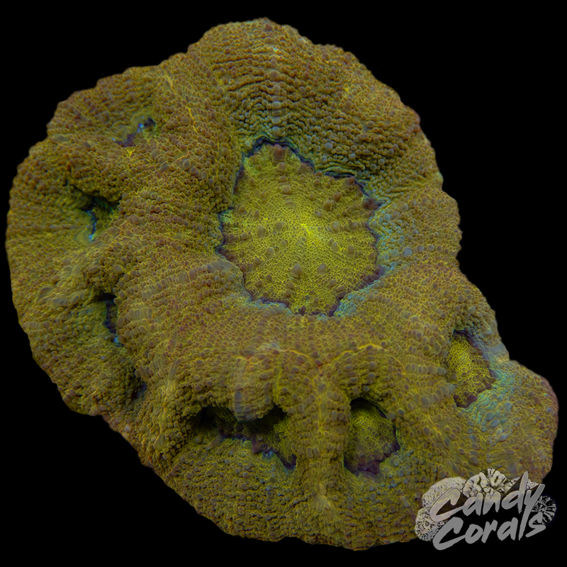 Ultra Acan Bowerbanki Colony 24