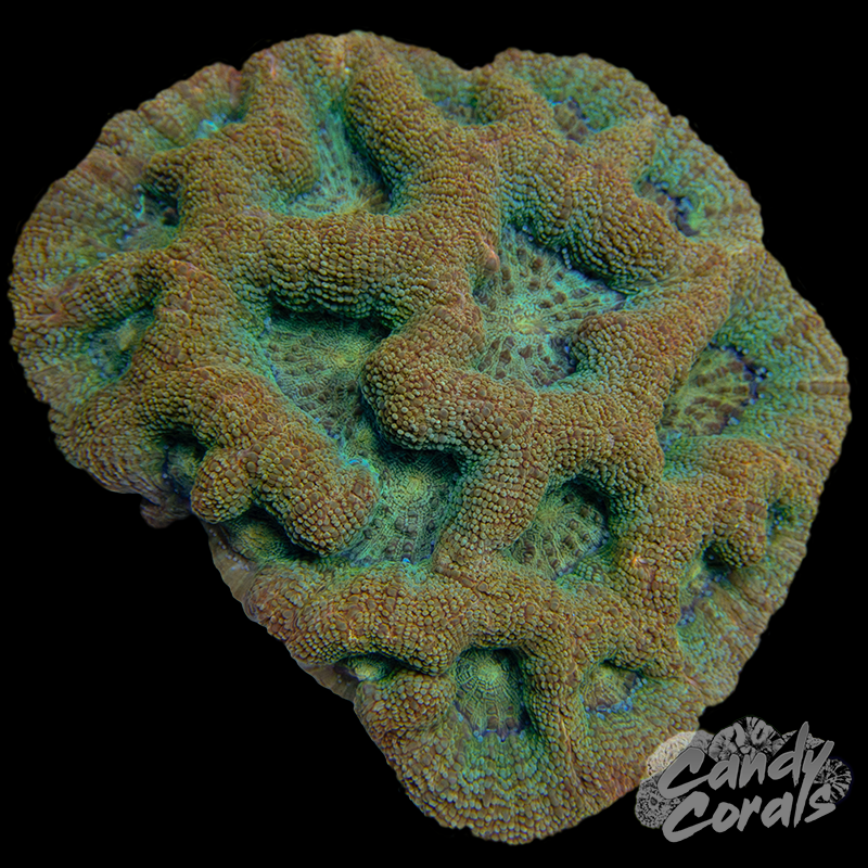 Ultra Acan Bowerbanki Colony 25