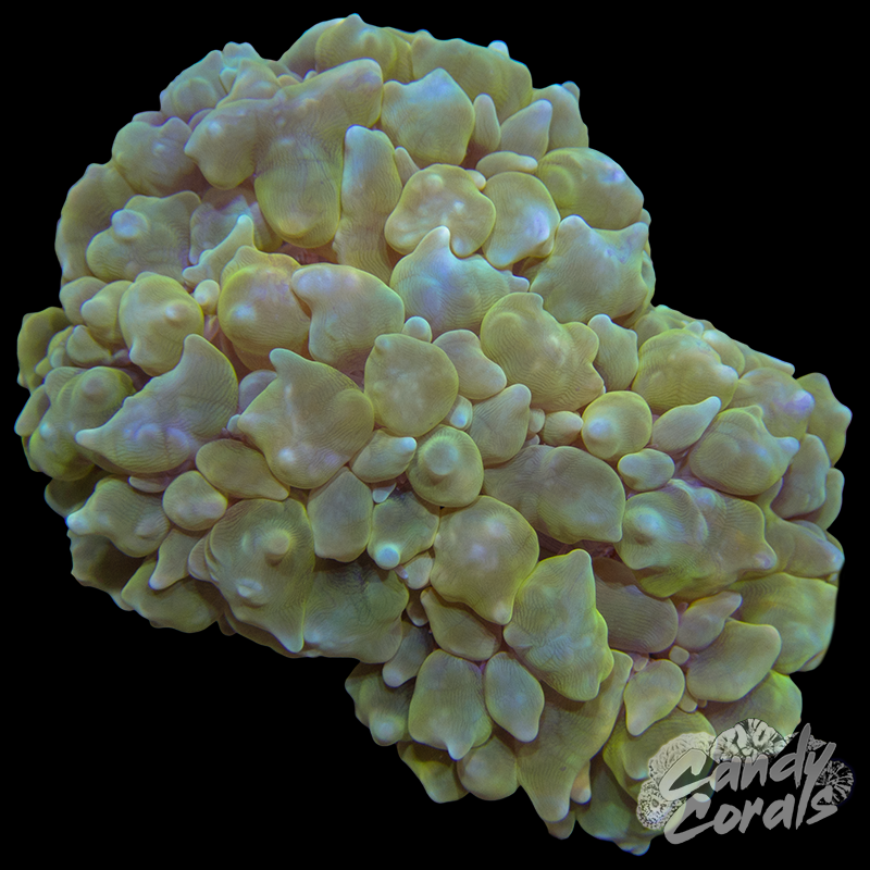 Bubble Coral Colony WYSIWYG 4