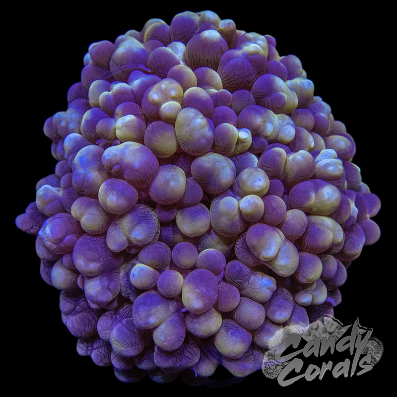 Bi-Colour Bubble Coral Colony WYSIWYG 2