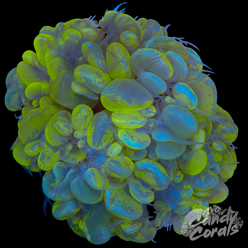 Bi-Colour Bubble Coral Colony