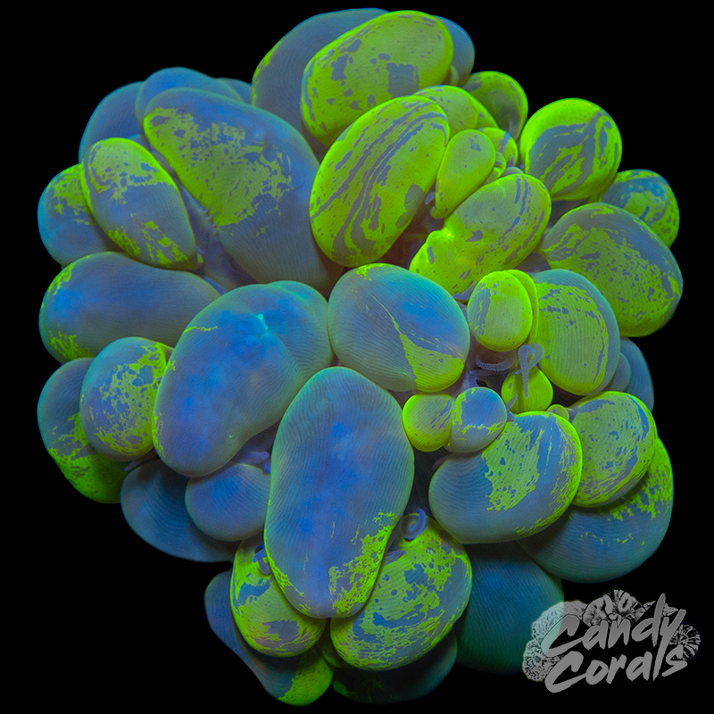 Bi-Colour Bubble Coral Colony WYSIWYG 12