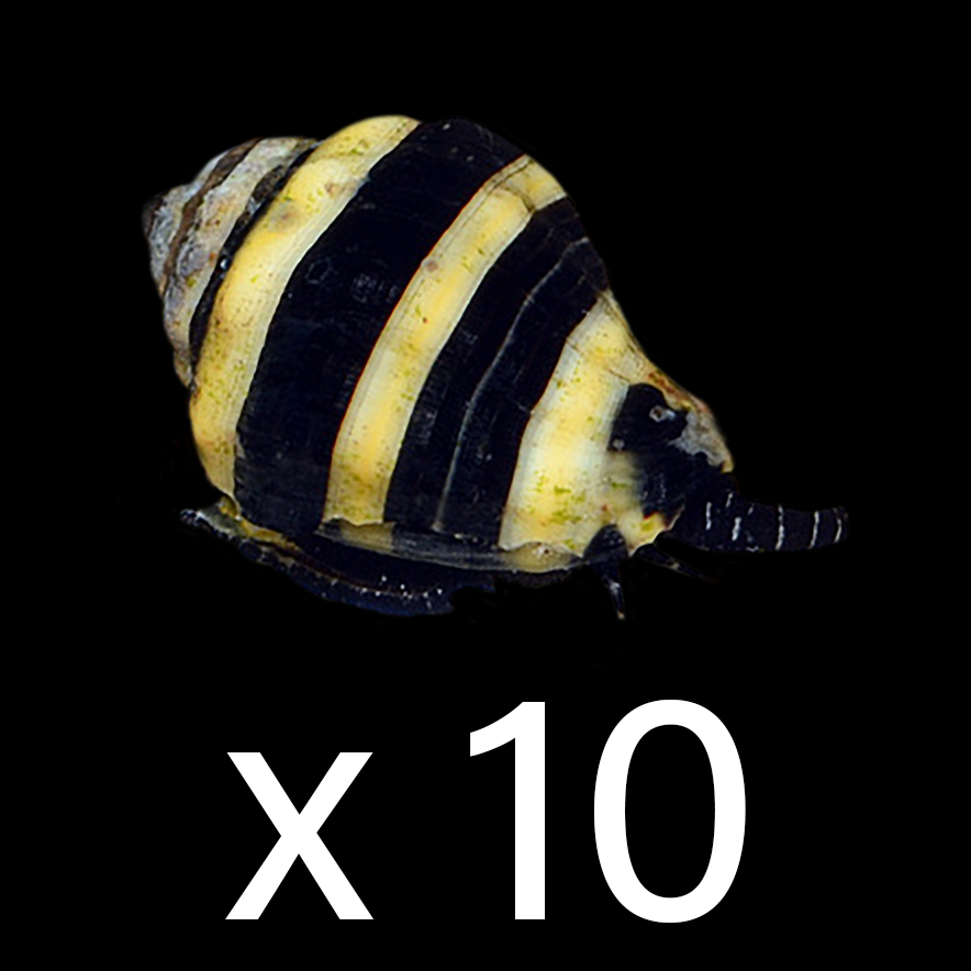 Bumble Bee Snail