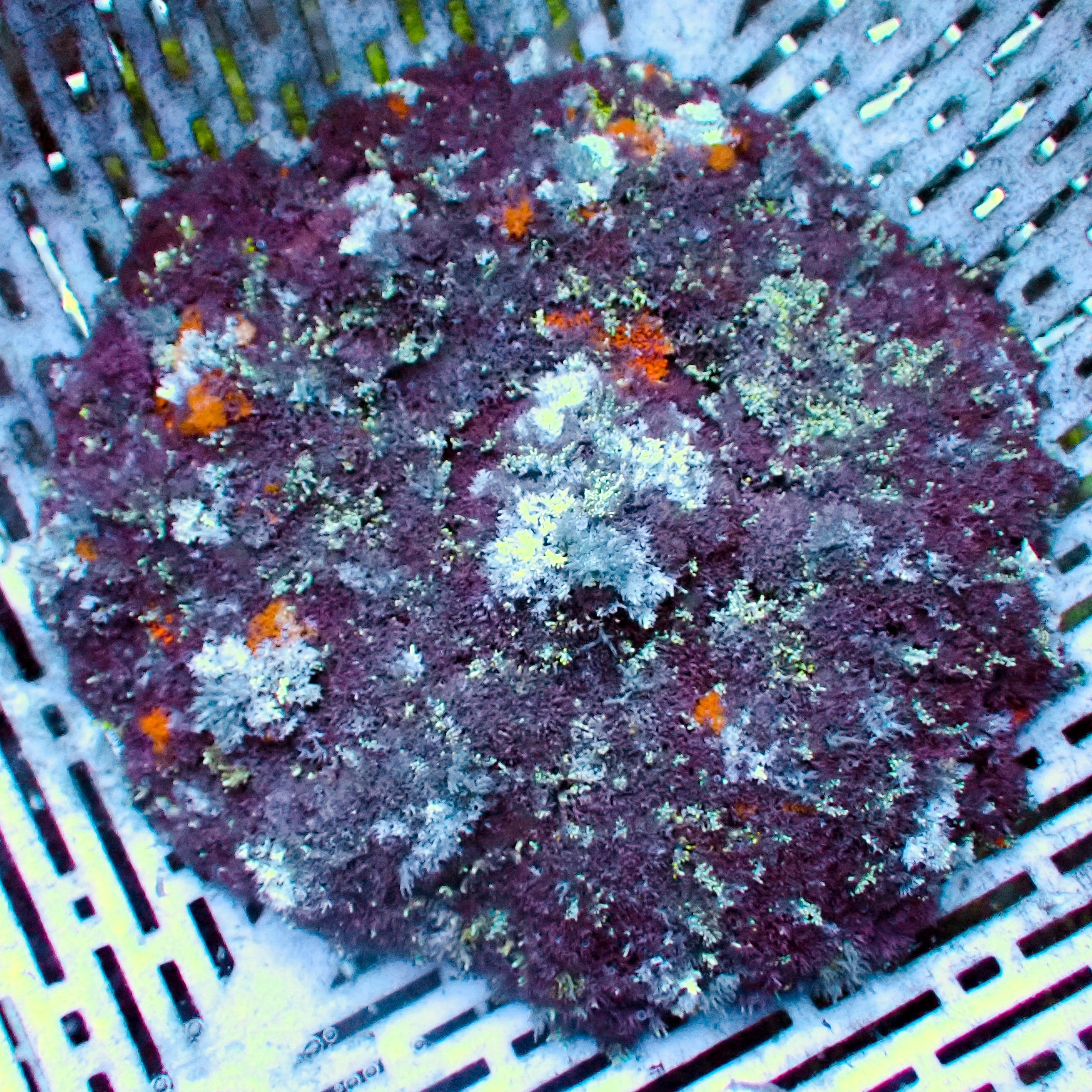 Rainbow Hellfire Anemone WYSIWYG 2