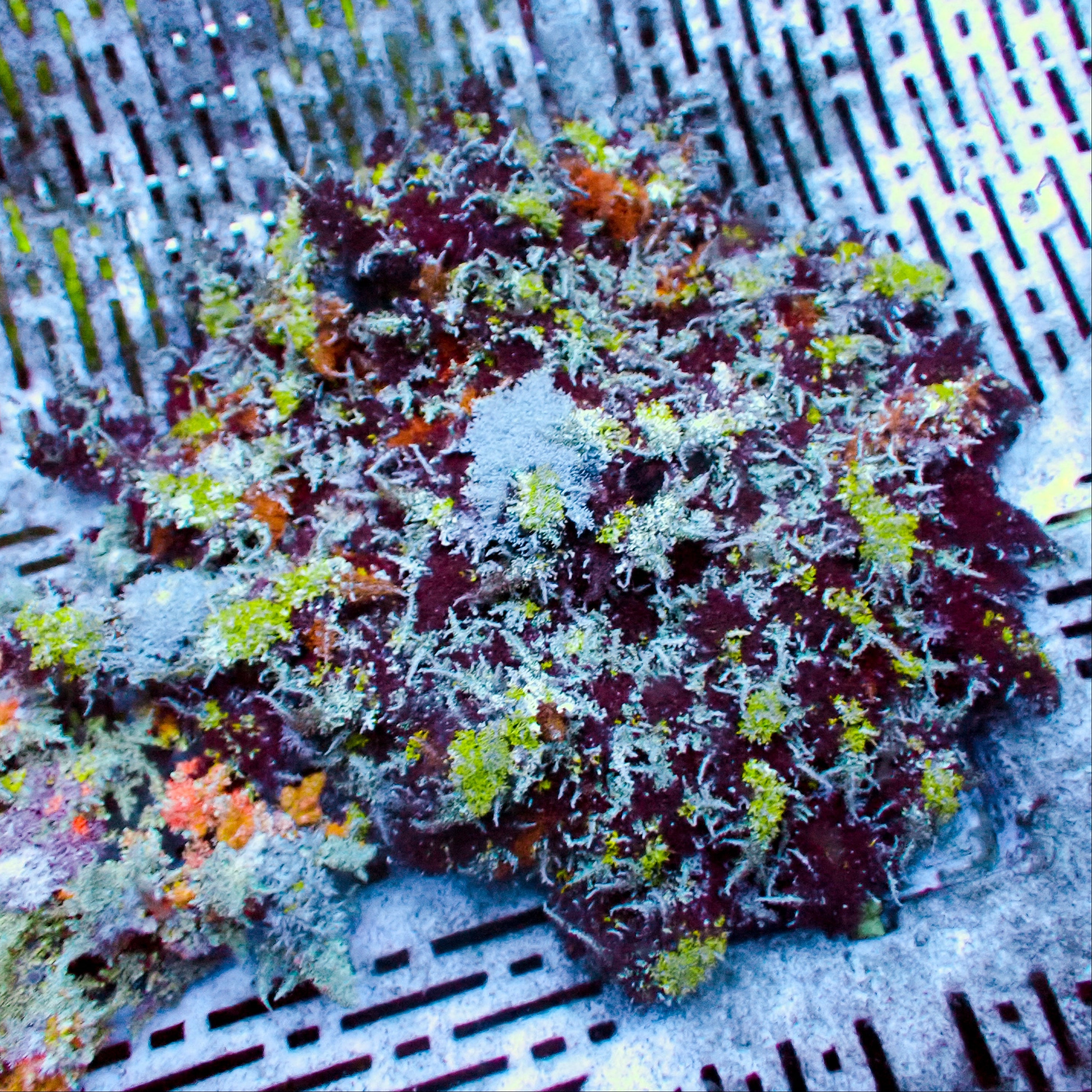 Rainbow Hellfire Anemone WYSIWYG 3