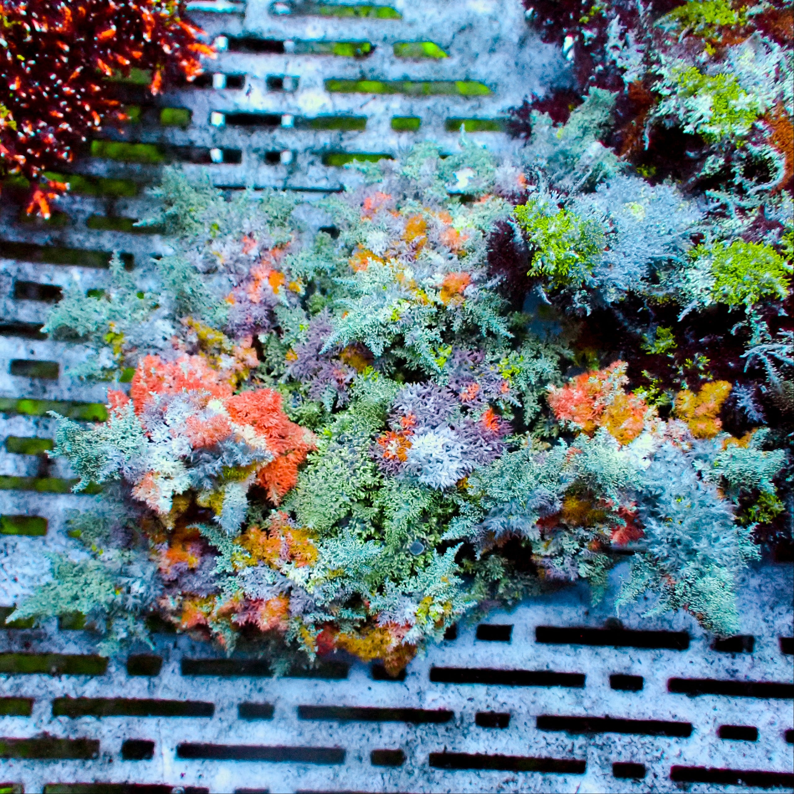 Rainbow Hellfire Anemone WYSIWYG 4