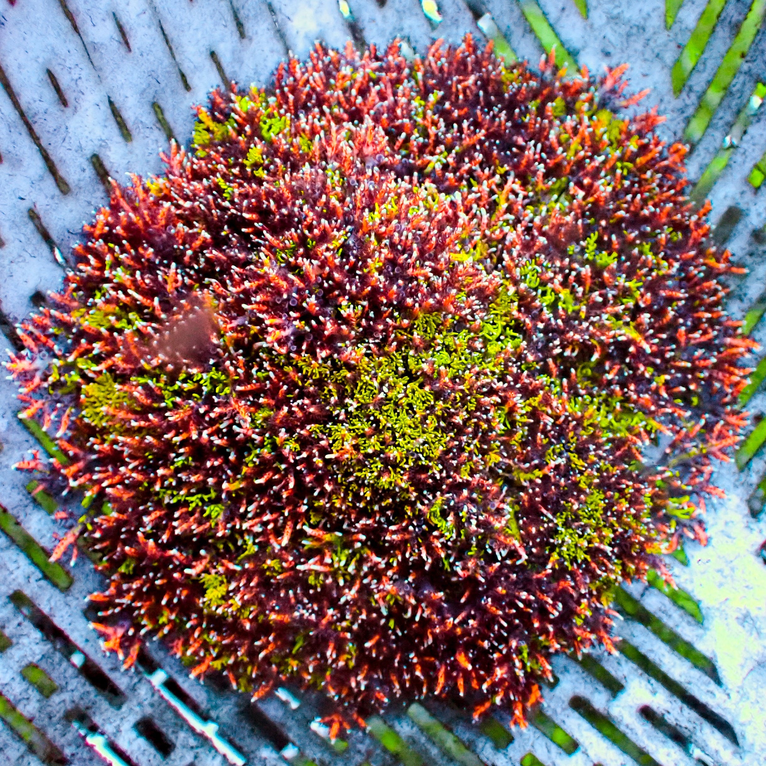 Rainbow Hellfire Anemone WYSIWYG 5