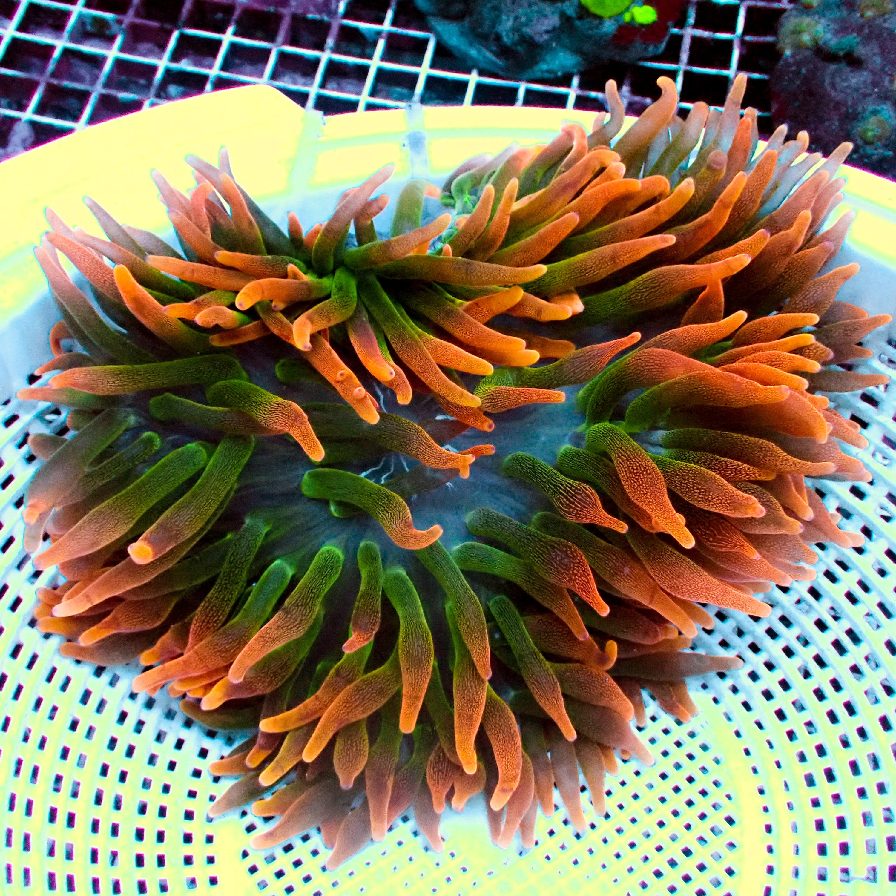 Ultra Orange Bubble Tip Anemone