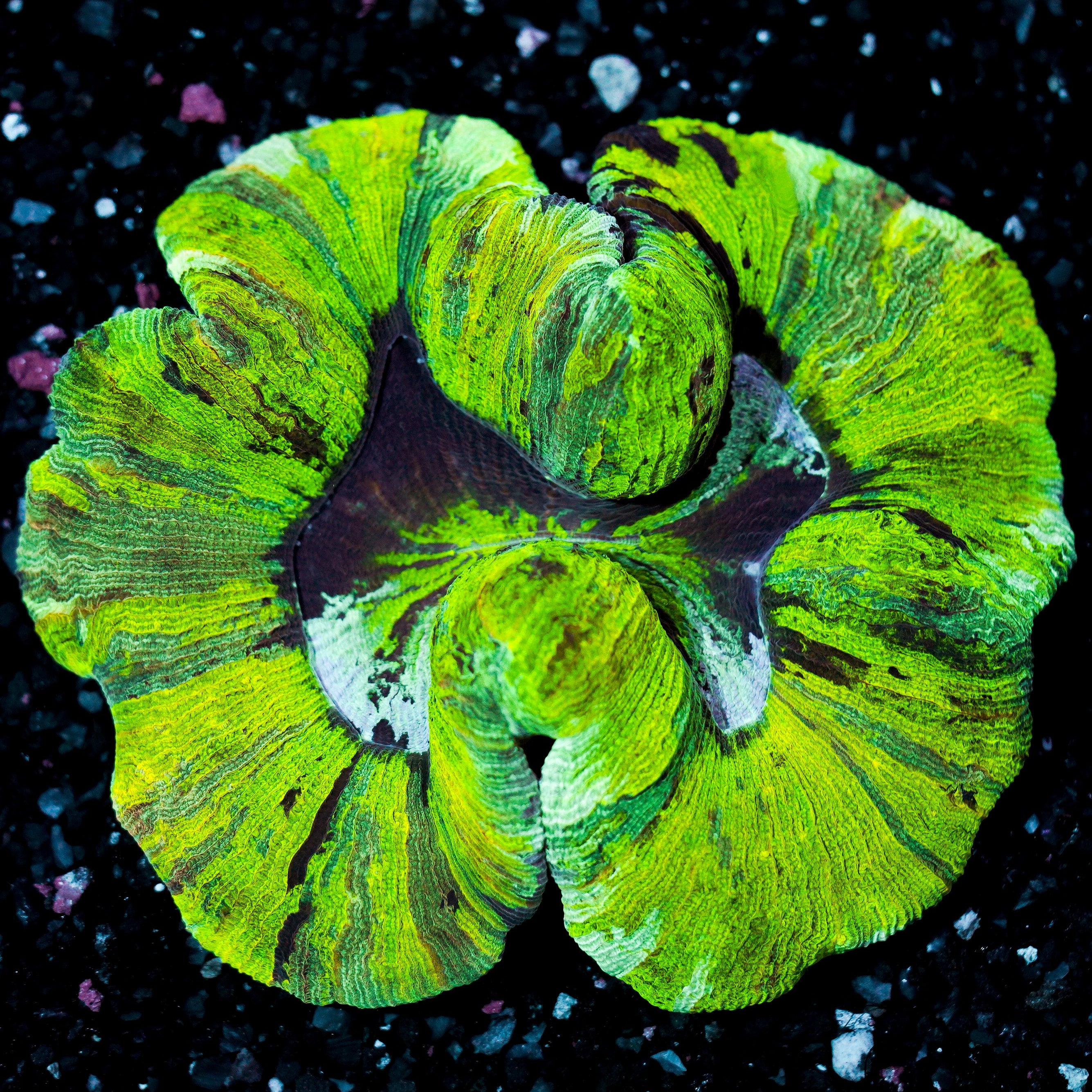 Rainbow Trachyphyllia WYSIWYG 65