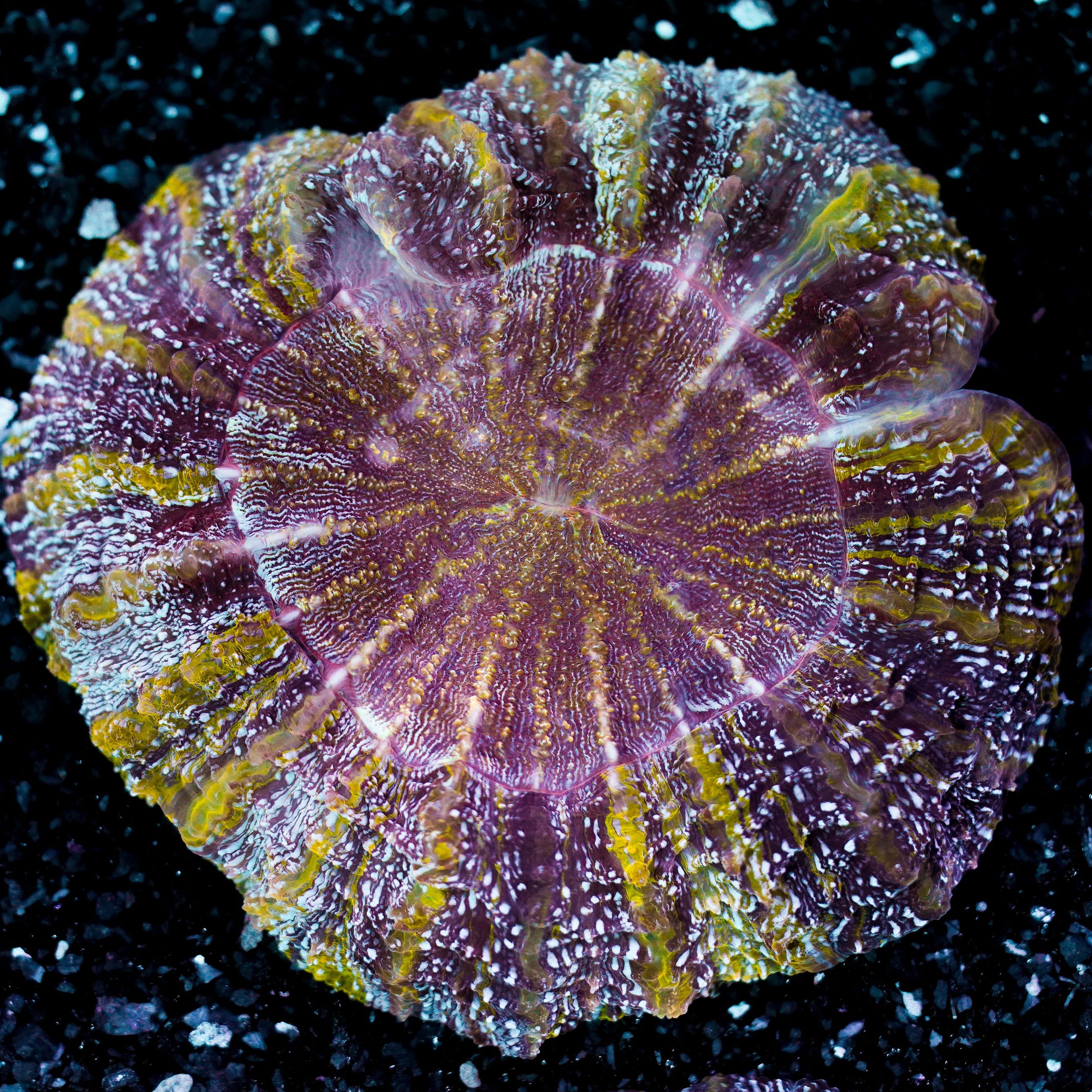 Ultra Rainbow Acanthophyllia WYSIWYG 90