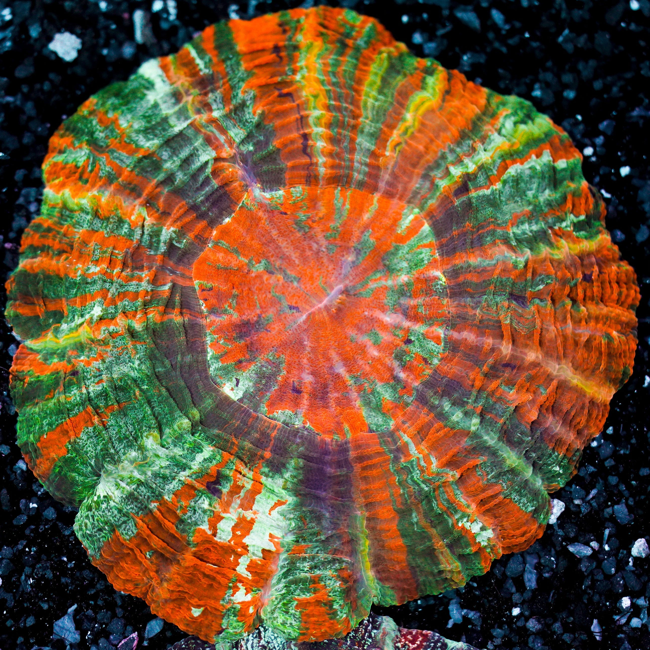 Ultra Rainbow Acanthophyllia WYSIWYG 91