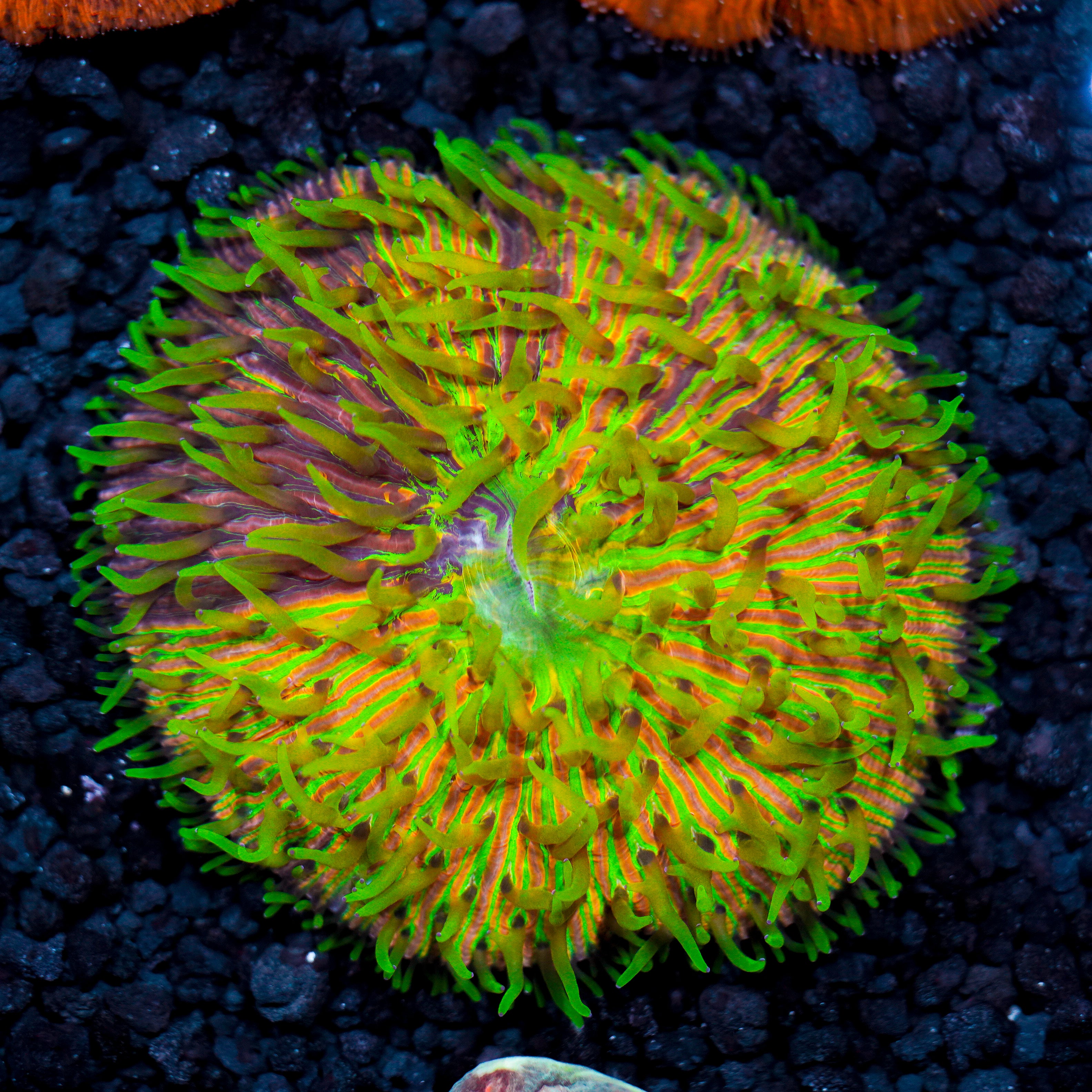 Two Face Rainbow Ultra Plate WYSIWYG 5