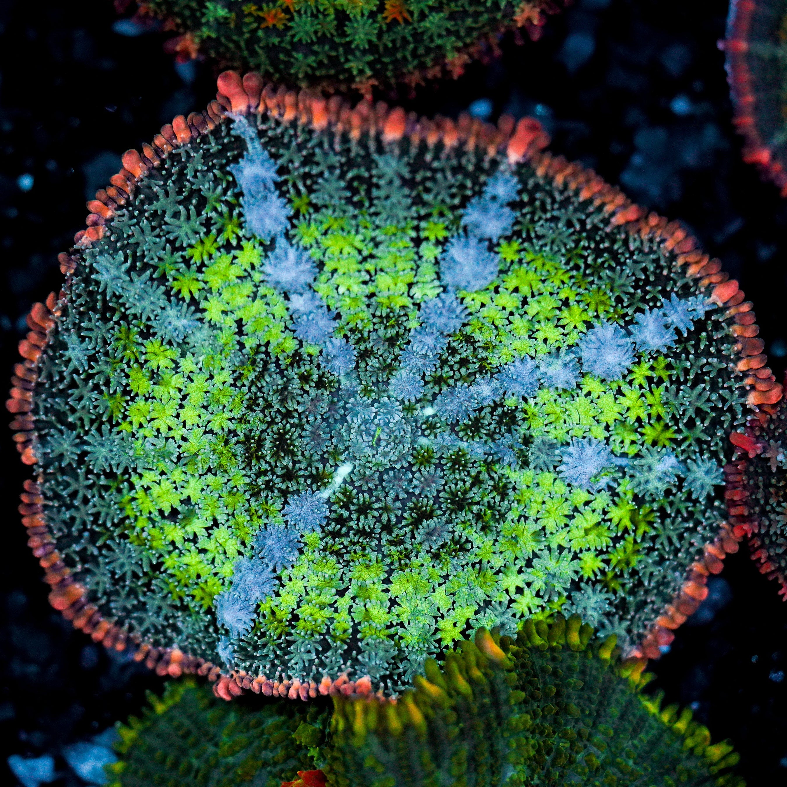 Bubblicious Rim Mushroom WYSIWYG 2