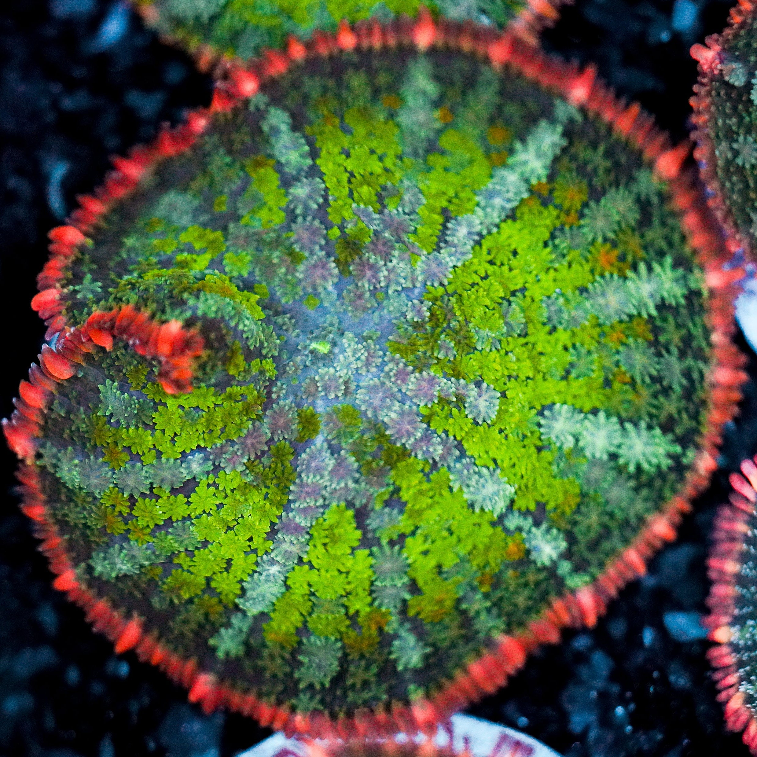 Bubblicious Rim Mushroom WYSIWYG 3
