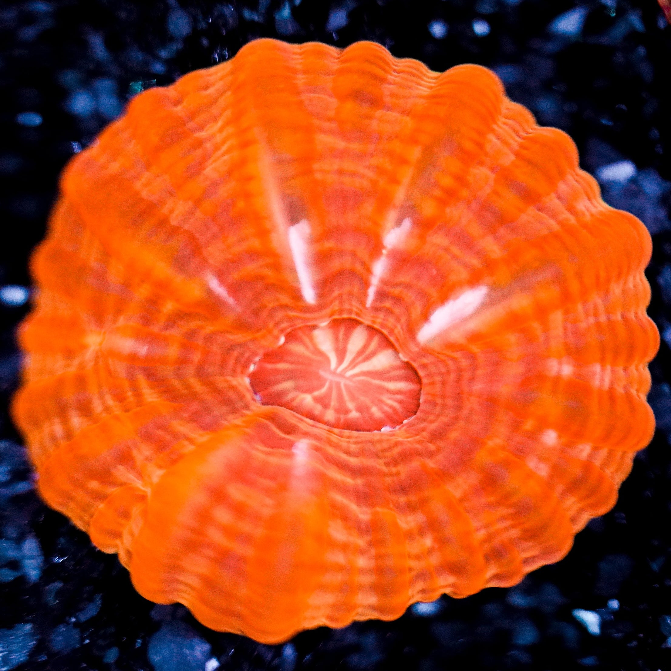 Ultra Cynarina WYSIWYG 52