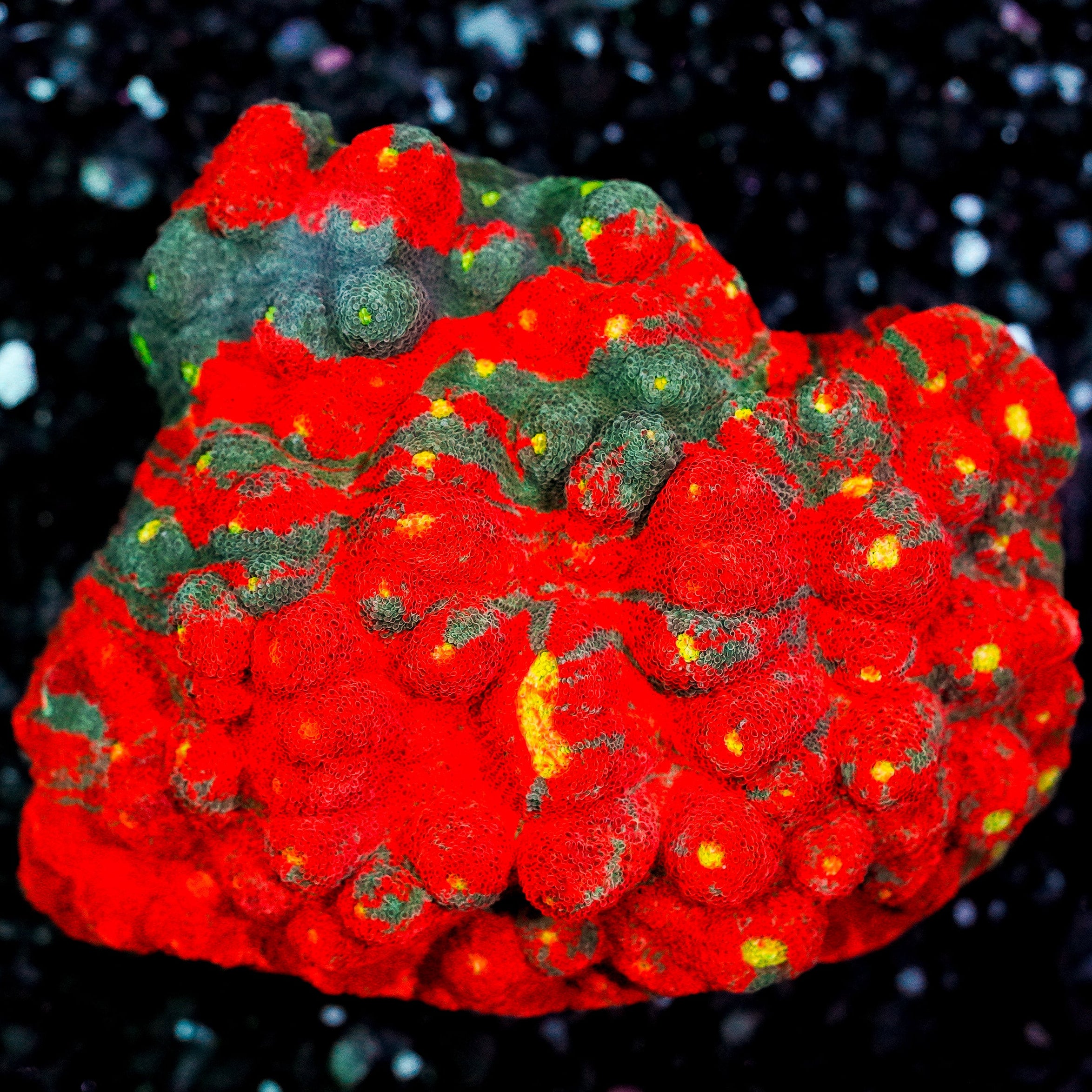 Rainbow Dynamite Chalice Colony WYSIWYG 48