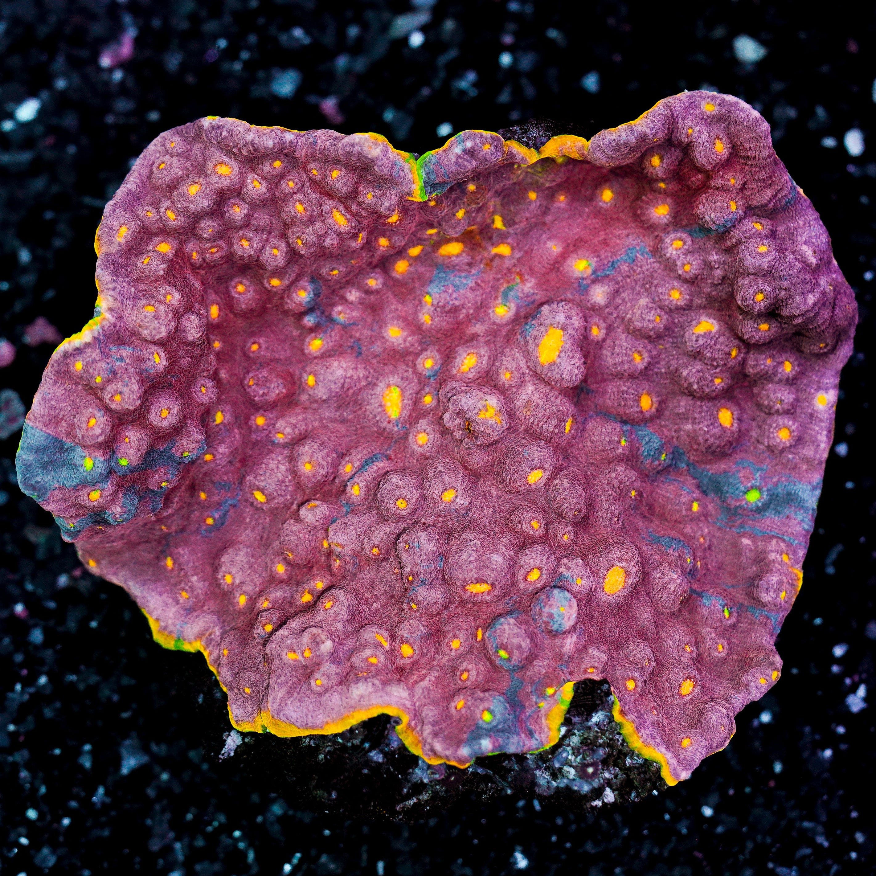 Ultra Chalice Colony 43