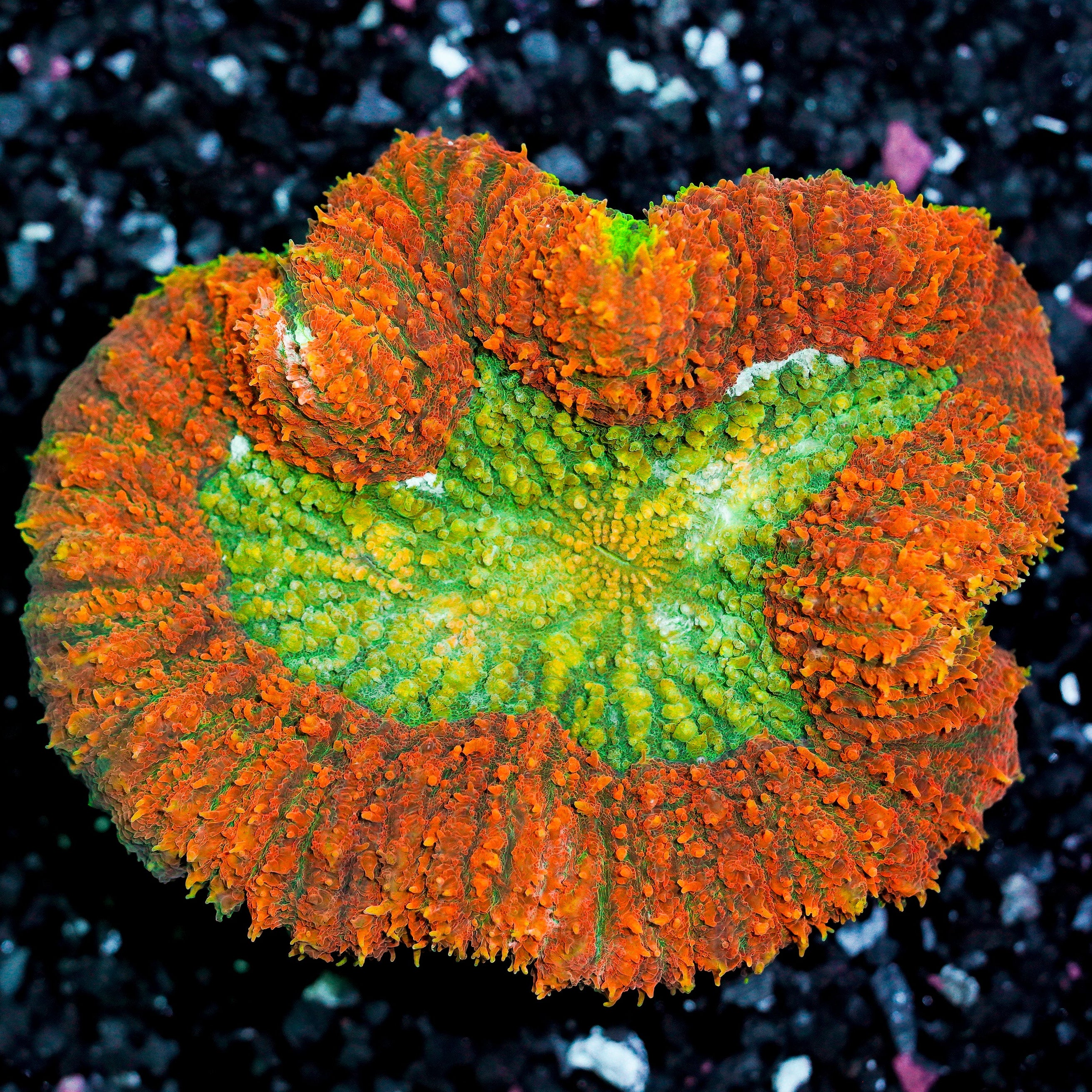 Ultra Rainbow Symphyllia Colony 24