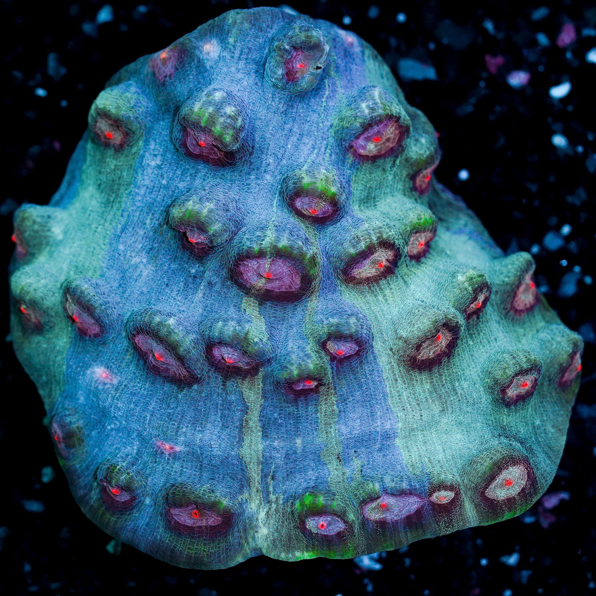 Ultra Chalice Colony 42