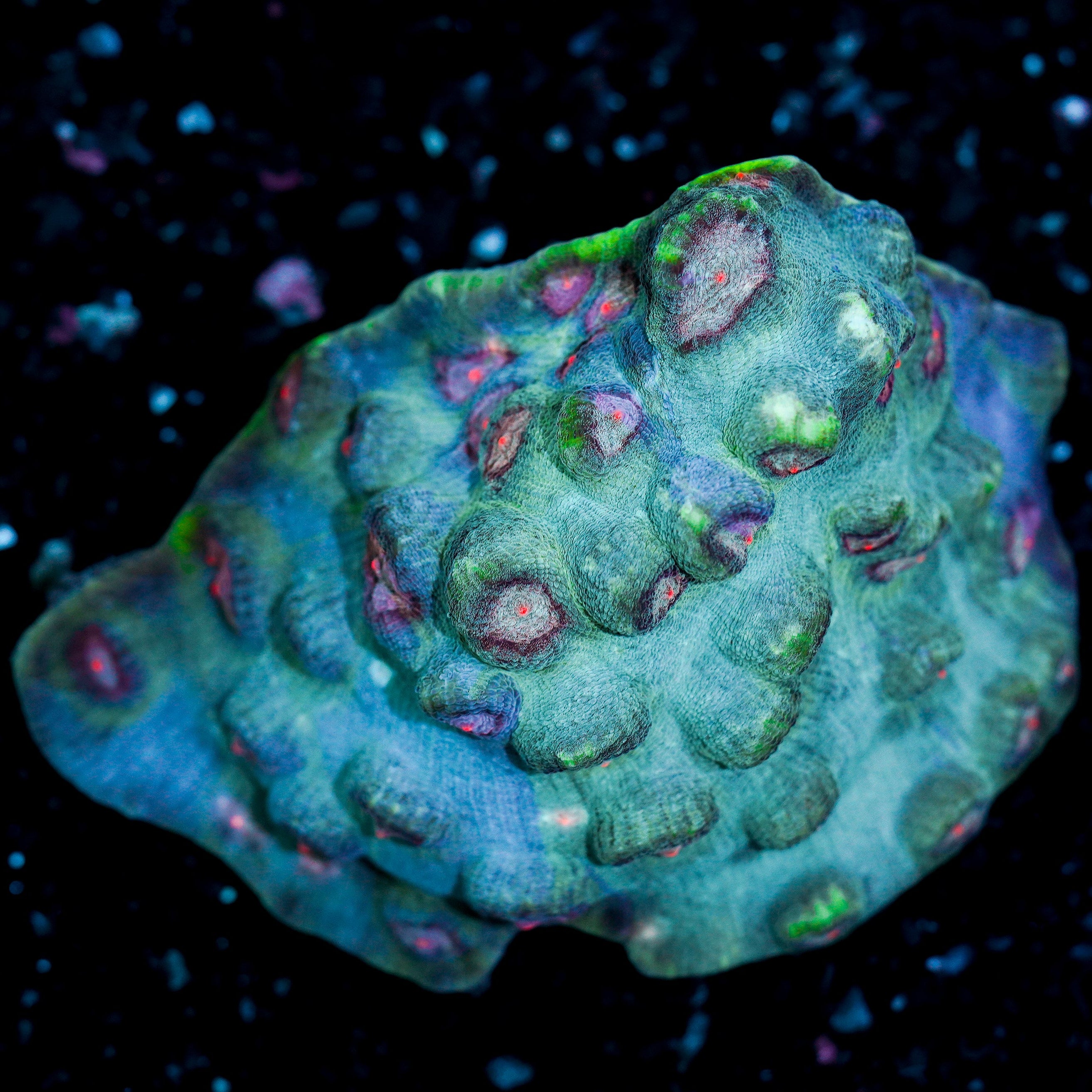 Ultra Chalice Colony 41