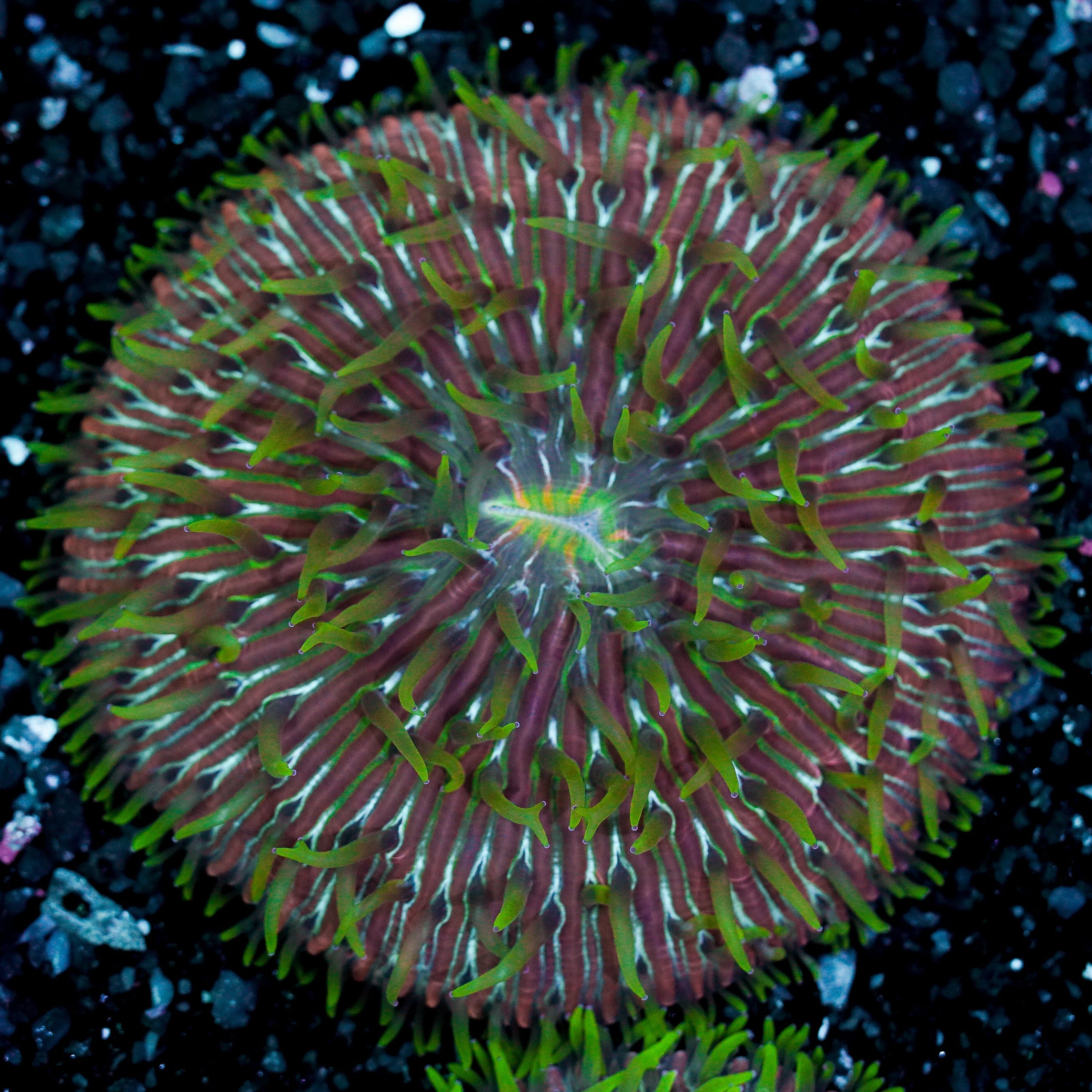 Green Tentacle Rainbow Ultra Plate