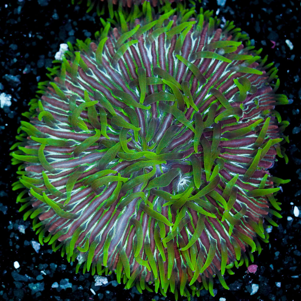 Green Tentacle Rainbow Ultra Plate