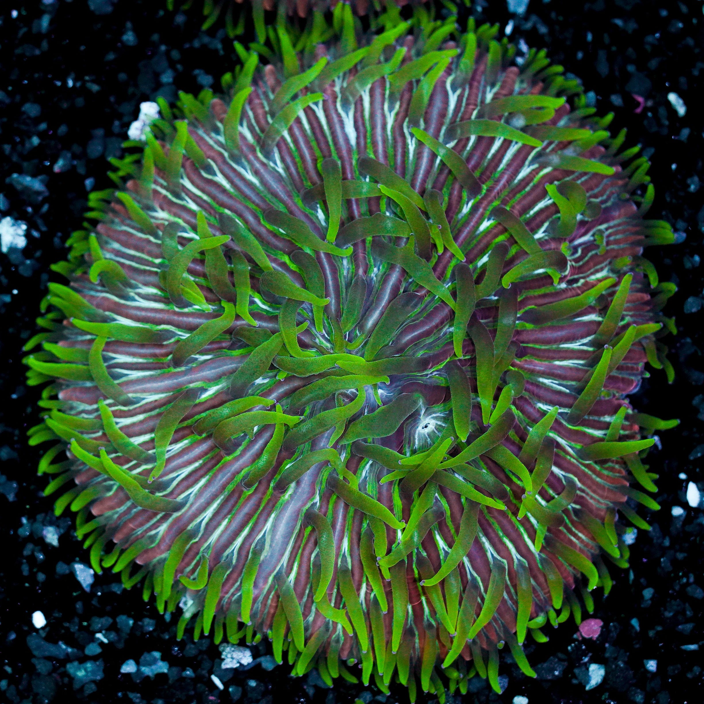 Green Tentacle Rainbow Ultra Plate