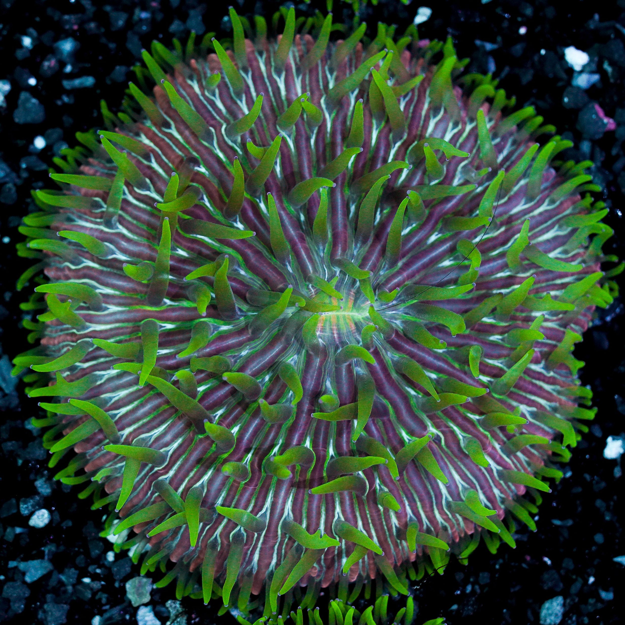 Green Tentacle Rainbow Ultra Plate