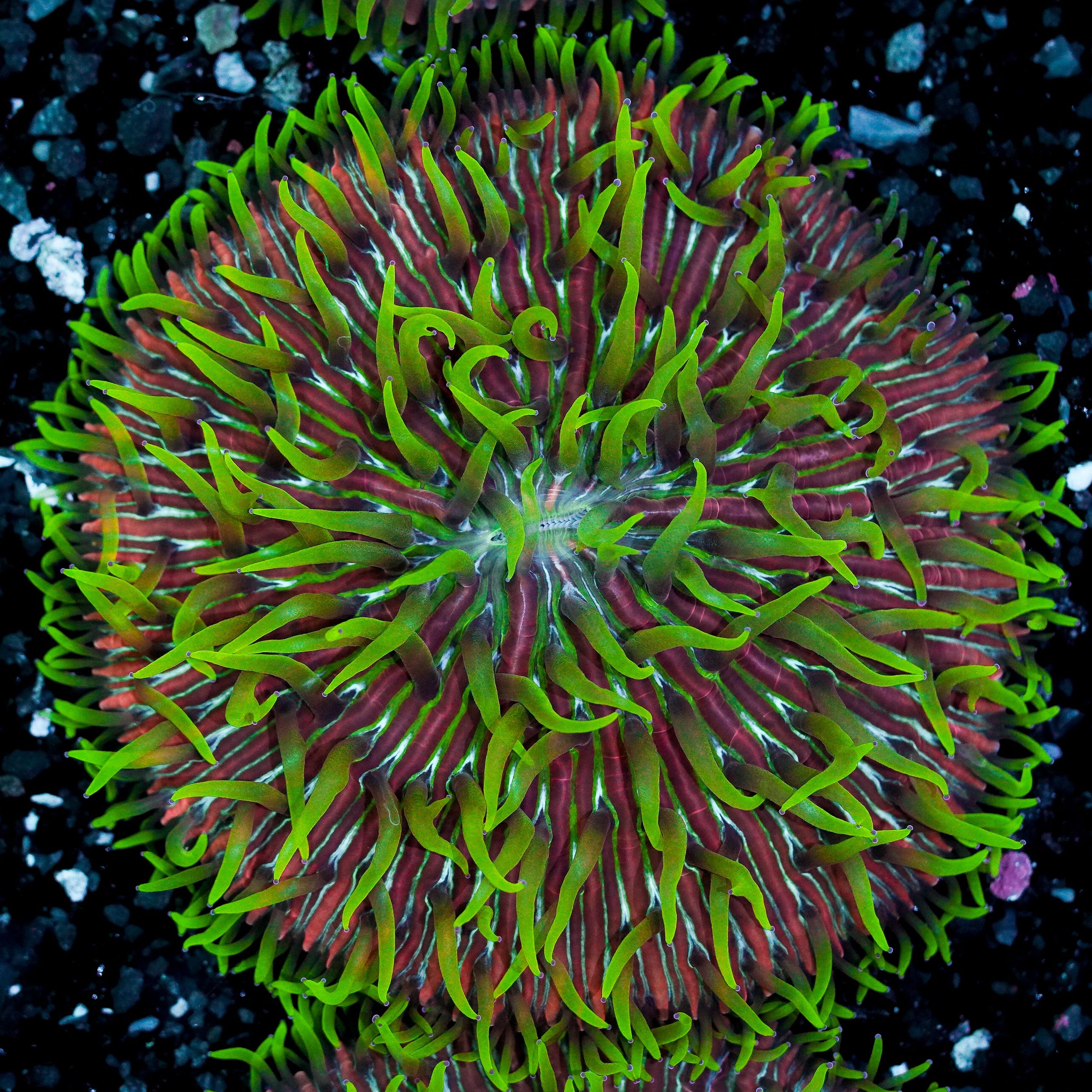 Green Tentacle Rainbow Ultra Plate