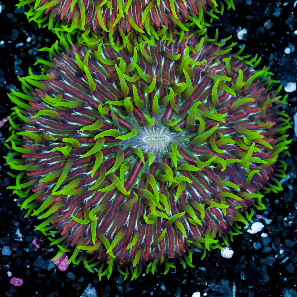 Green Tentacle Rainbow Ultra Plate