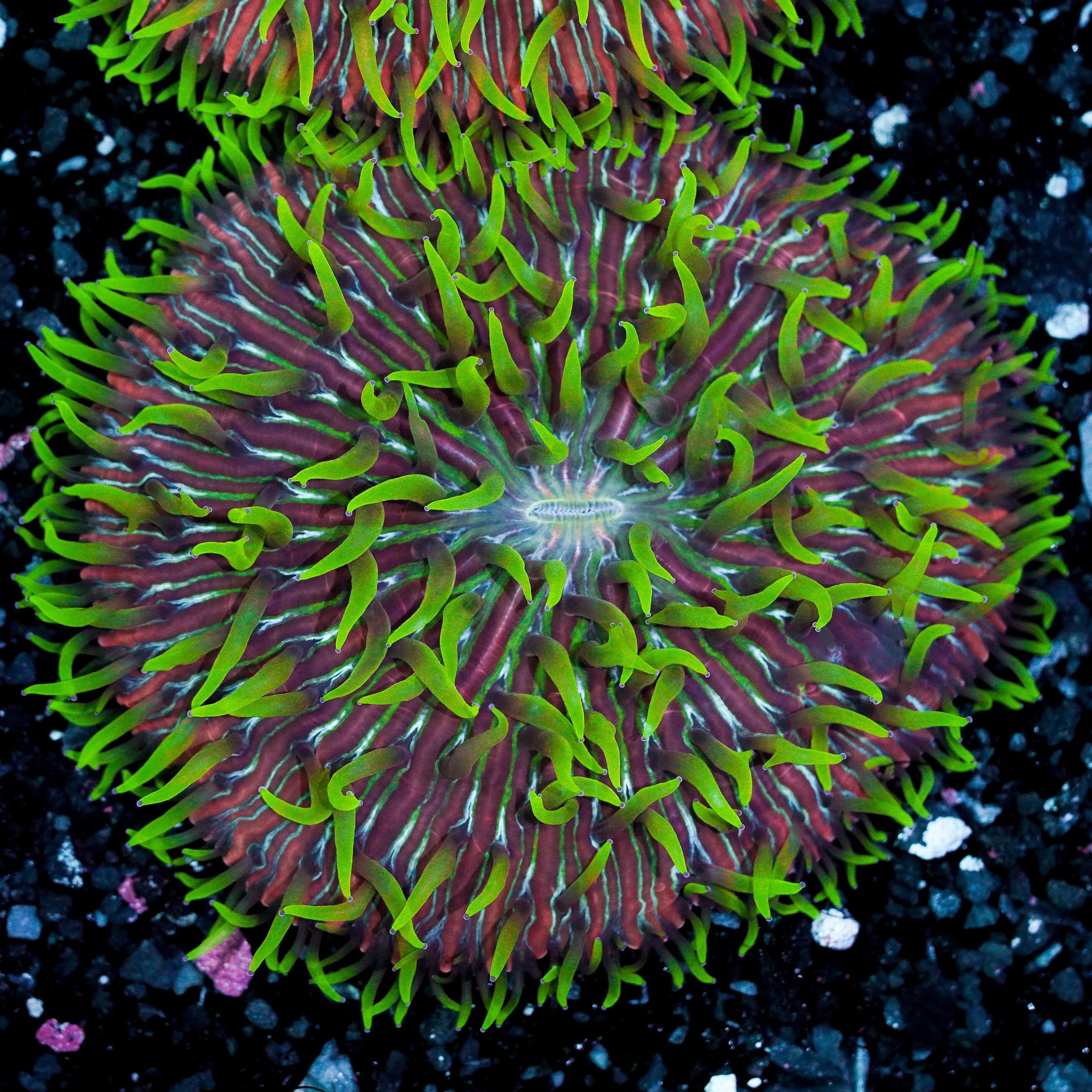 Green Tentacle Rainbow Ultra Plate