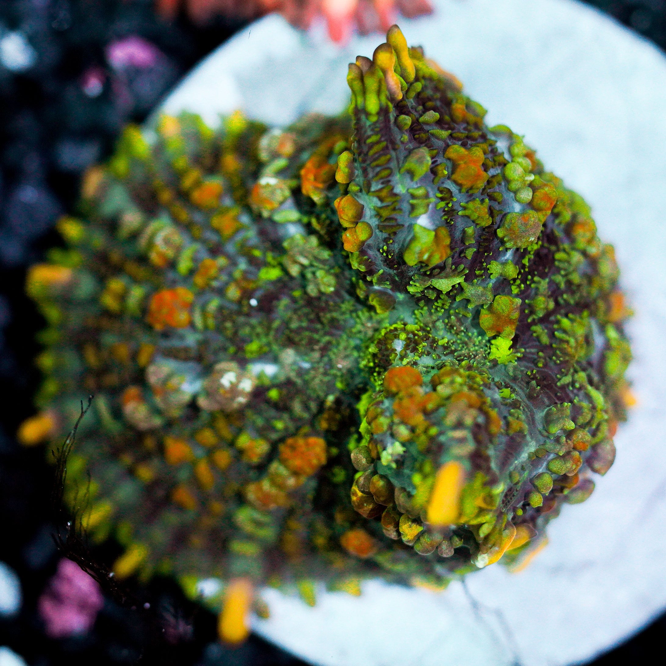Ultra Rhodactis Mushroom
