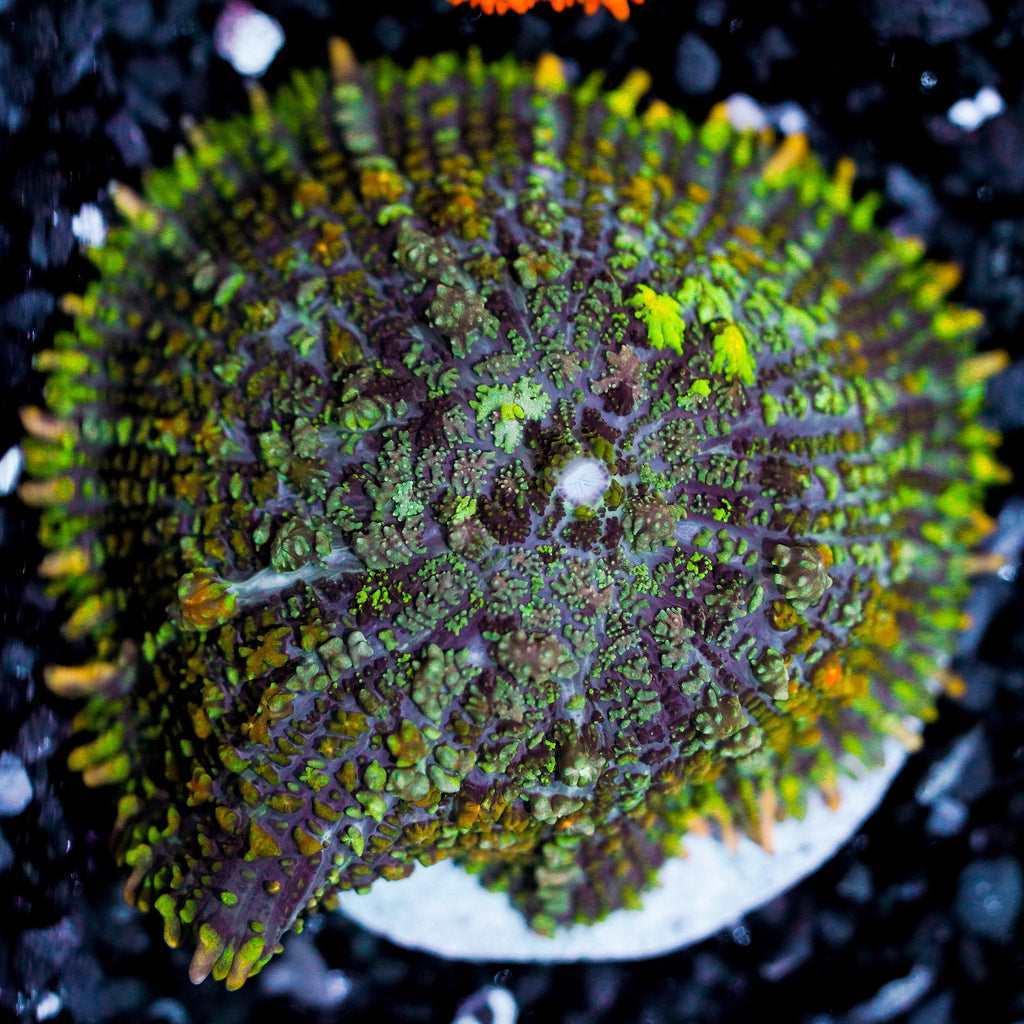 Ultra Rhodactis Mushroom