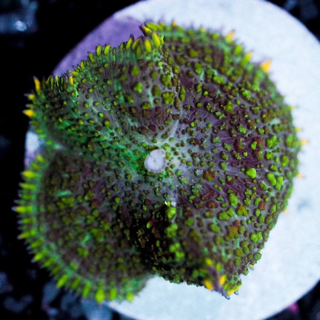 Ultra Rhodactis Mushroom
