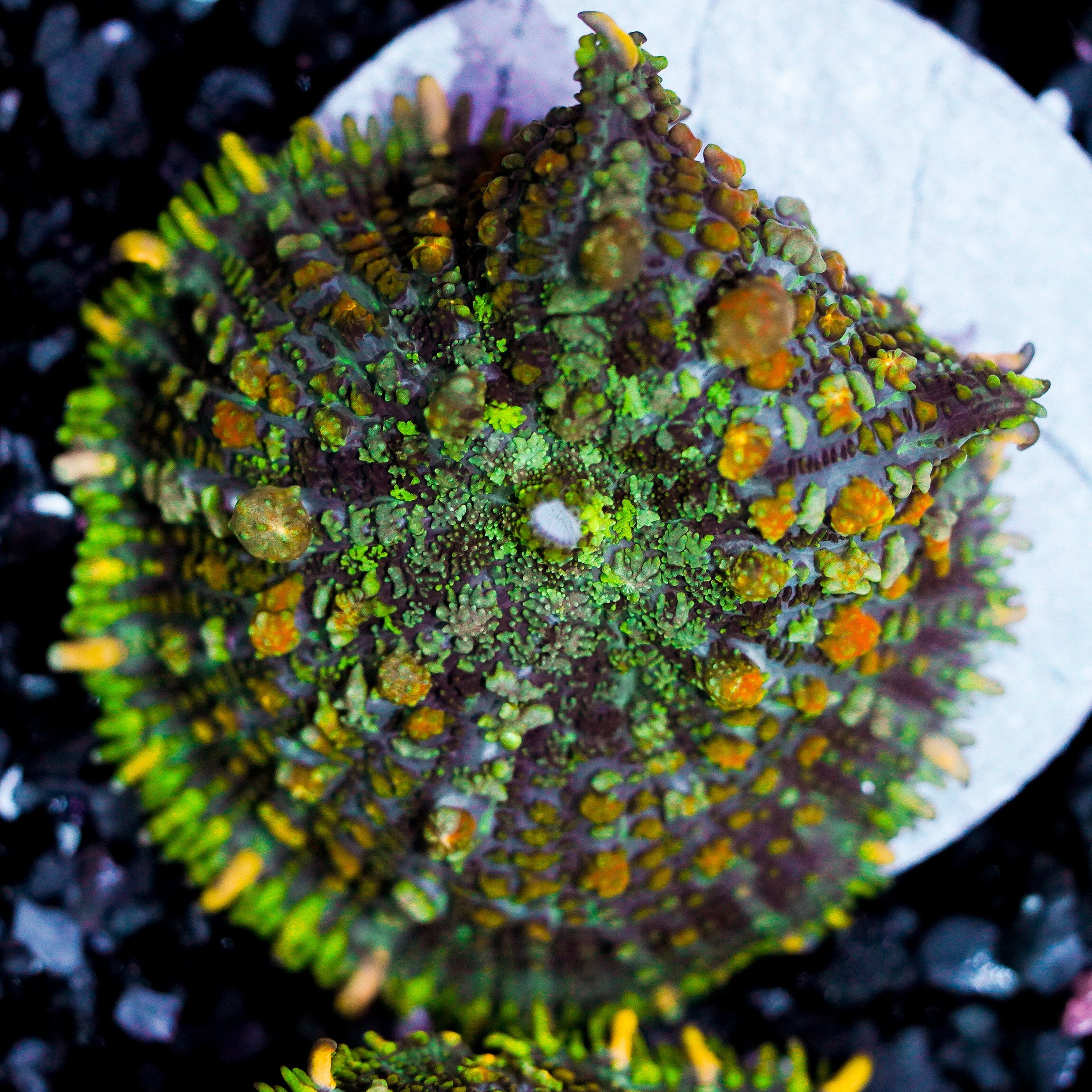 Ultra Rhodactis Mushroom
