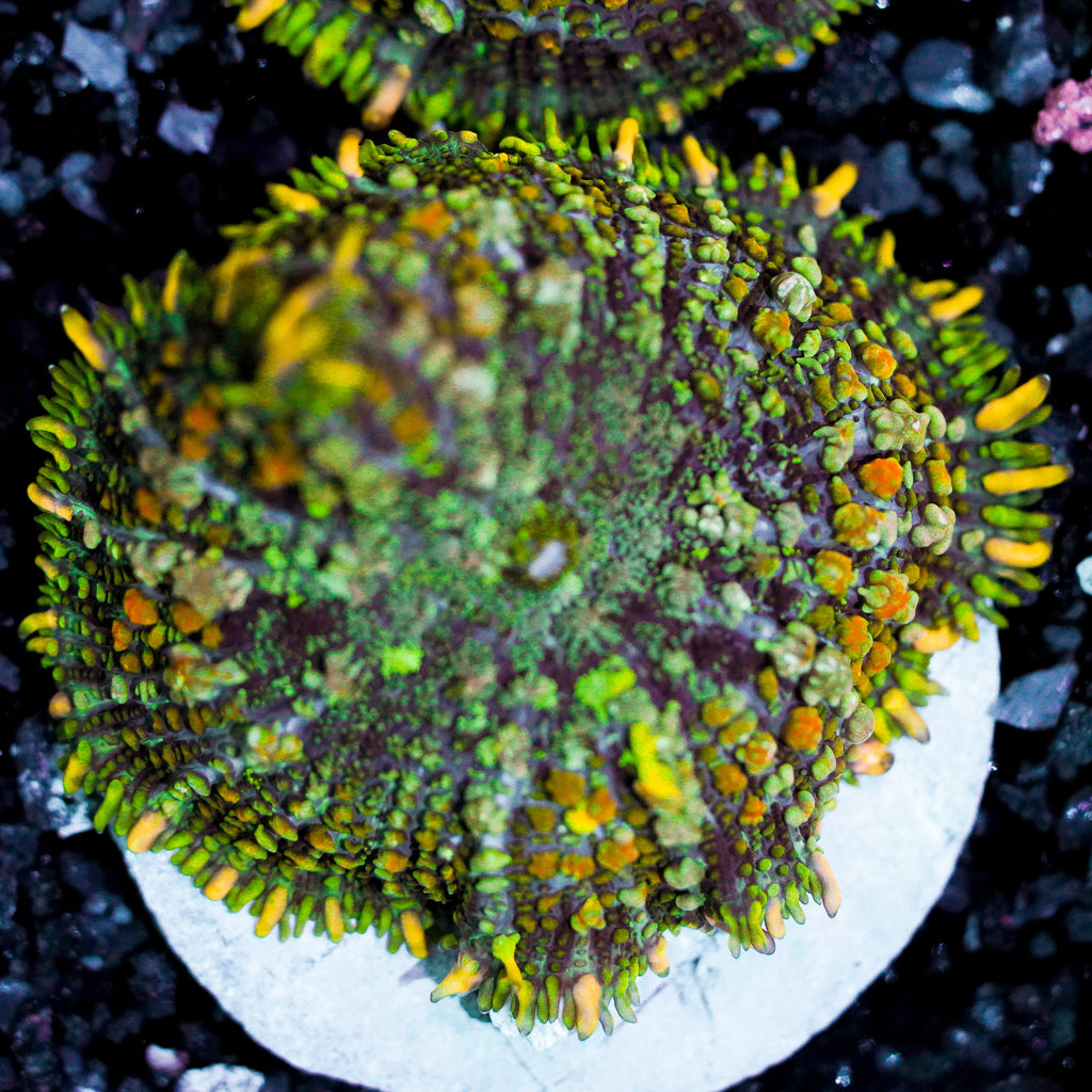 Ultra Rhodactis Mushroom