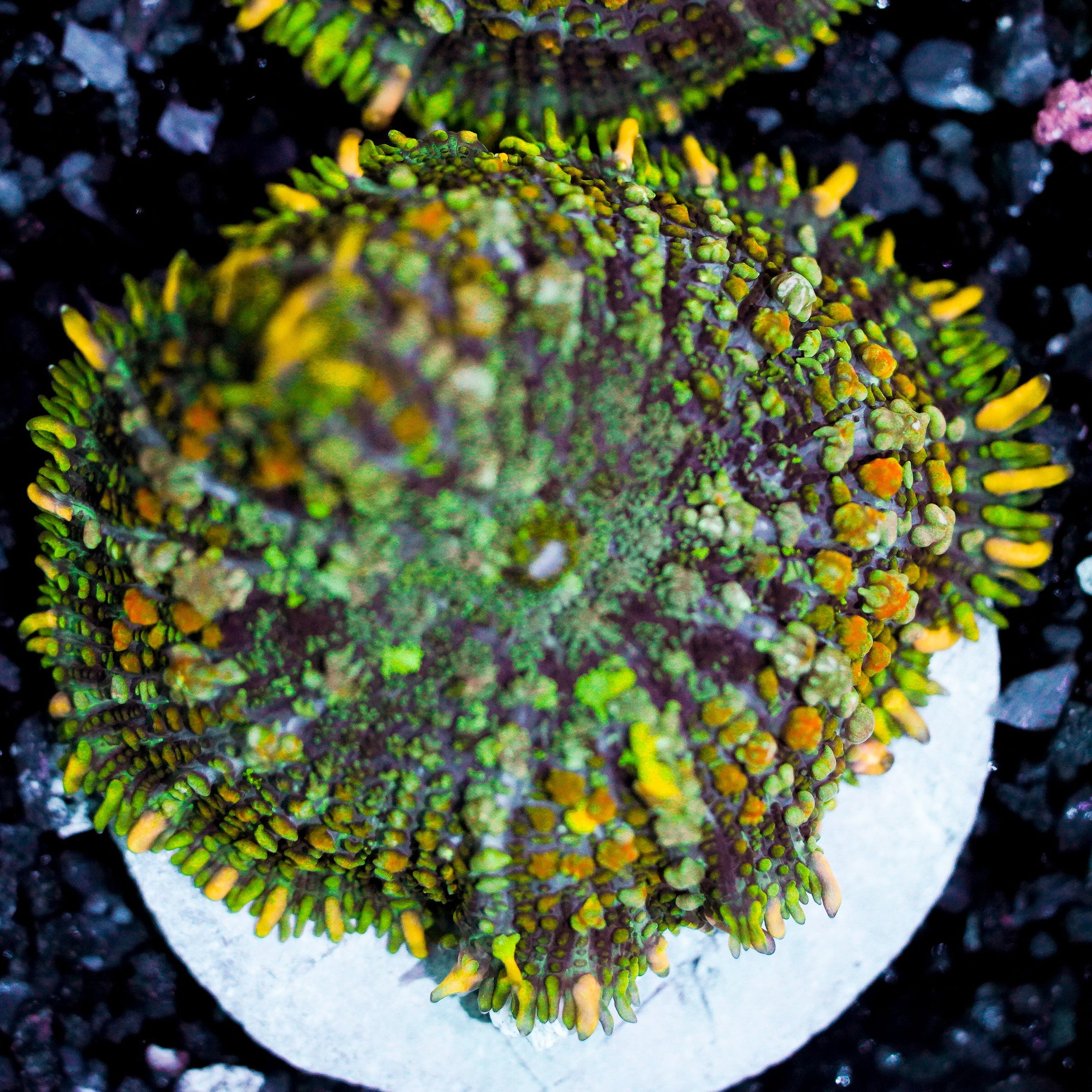 Ultra Rhodactis Mushroom