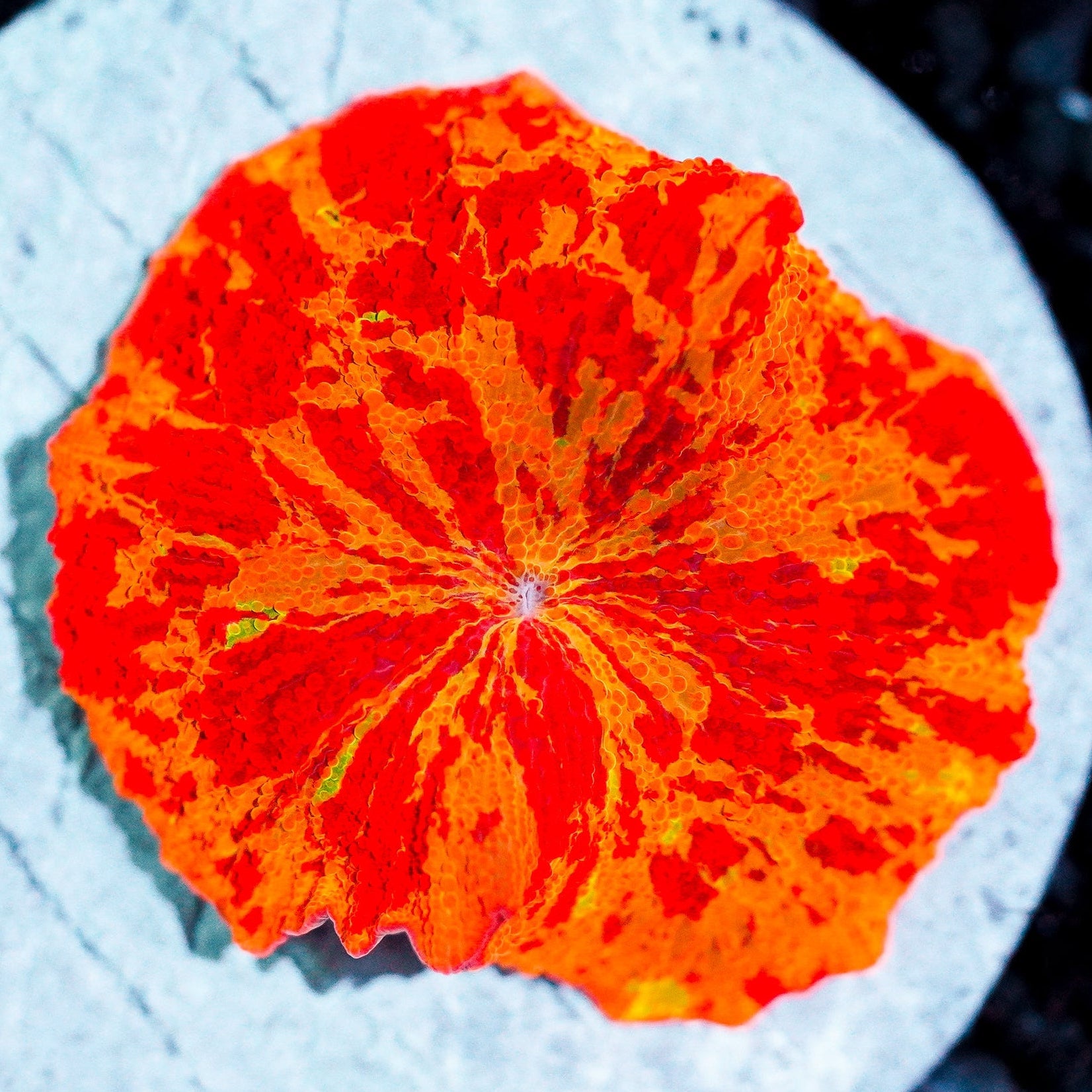 Ultra Rainbow Jawbreaker Mushroom WYSIWYG 47