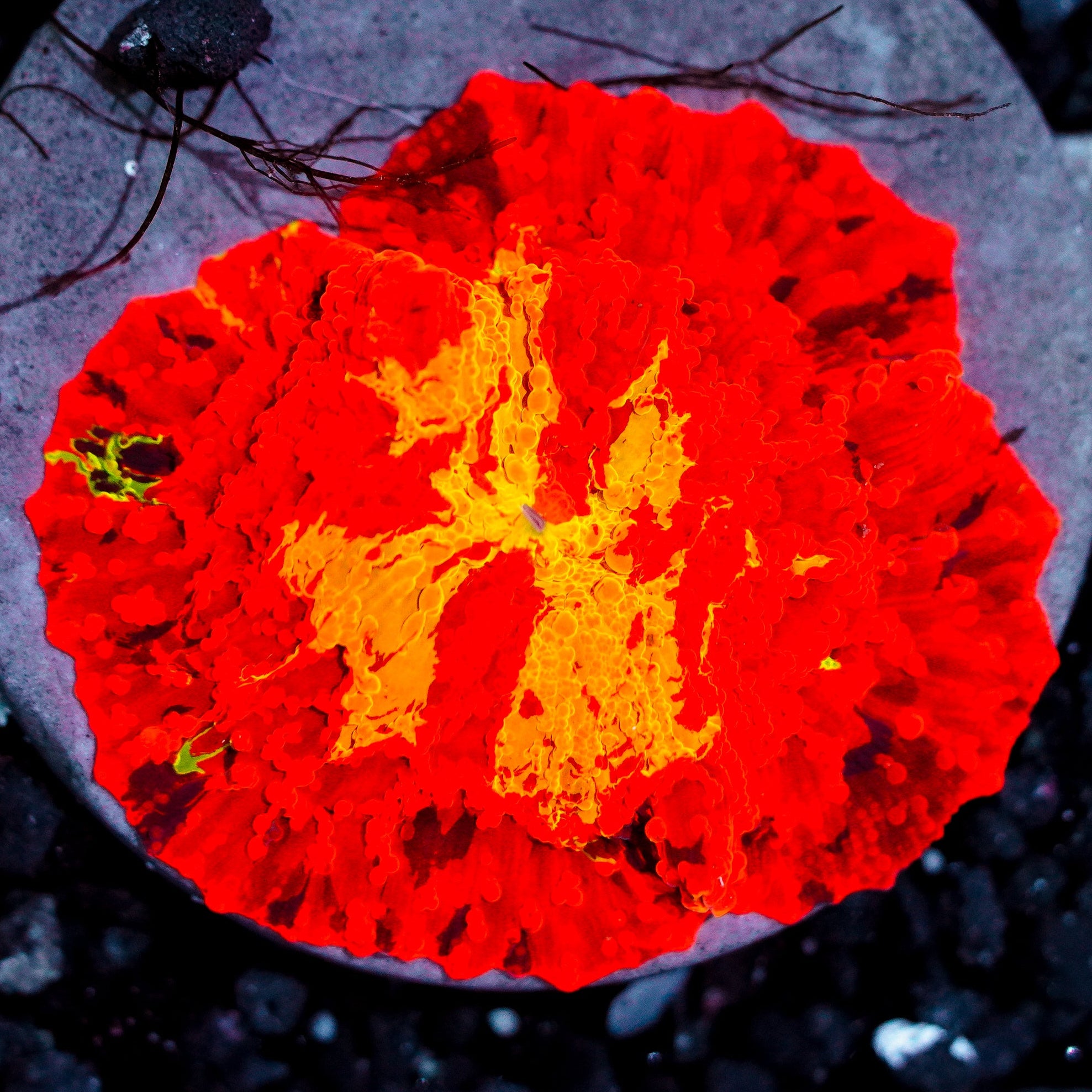 Ultra Rainbow Jawbreaker Mushroom WYSIWYG 43