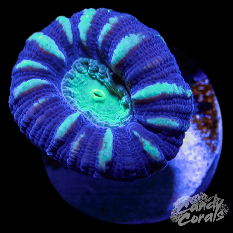 Teal Stripe Candy Cane Coral Per Polyp