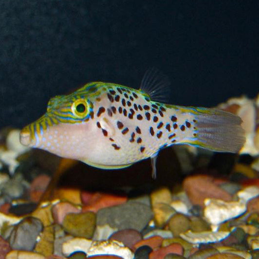 Leopard Puffer